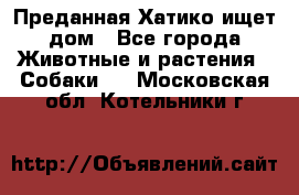 Преданная Хатико ищет дом - Все города Животные и растения » Собаки   . Московская обл.,Котельники г.